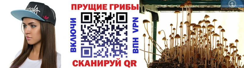 блэк спрут зеркало Гулькевичи Галлюциногенные грибы MAGIC MUSHROOMS